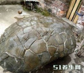 老大爷捡回罕见奇石，清洗干净后，两眼发