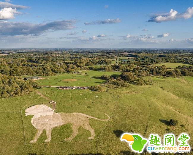 近日，英国惠普斯奈德动物园宣布，惠普斯奈德标志性白狮地景画修复完工。据悉，这一工程开始于17年9月，动物园收到捐赠的白粉笔800吨，足足装了50辆卡车。 视觉中国