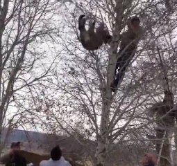 美洲狮被卡树上 工作人员注射镇静剂将其