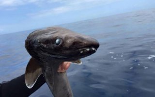 渔夫钓上一条很怪的奇鱼，凑近一看，差点