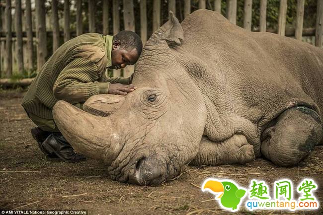 2018年3月20日，最后一头雄性北白犀死去了。这只北白犀的名字叫“苏丹”，1973年出生在尚贝公园（地处今天的南苏丹）被捕获，整个生命都是在圈养中度过的。为防偷猎，它的晚年生活在武装警卫之下。45岁的它已经到了这个物种极限年龄，肌肉不断退化，身上全是无法愈合的伤口。生前最后一个月，它已经无法正常站起来，饲养员决定对它进行安乐死。