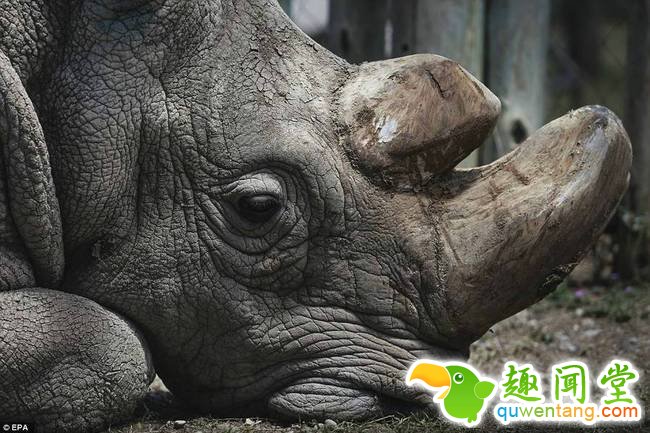 1970年代及1980年代之间的非法猎杀令其数量由500只减至15只。由1990年代至2003年间，其数量回复至32只。2000年的研究发现它们的数量在上升，可确定生存的共有30只，另有6只可能生存。自2003年中后，非法猎杀再度猖獗，它们野外的数量急降至5-10只。加兰巴国家公园中，北白犀的数目曾于二十世纪八十年代后期达到35只，在2003年4月为30只，其后有6只被杀，4只新出生，随后又有2只被猎杀。