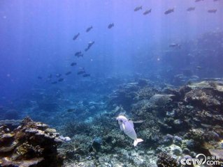 仿真机器鱼完成实地测试 完美融入海洋