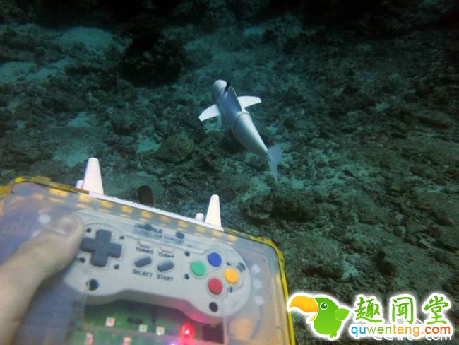 麻省理工大学研究团队近日公开了他们研发的首款可长时间在水中自主游动的机器鱼SoFi在斐济进行水下测试。SoFi大部分部件是3D打印的，尾部柔性塑料和硅胶制成，配合鱼鳍，可模仿真实鱼类的游动动作，以重量舱和”浮力控制单元“来实现上浮和下潜，在任天堂控制器和声学通信系统引导下，它可在水下超过50英尺的地方游动40分钟左右。SoFi可更好地接近海洋生物且不造成干扰，或将成为海洋研究的新工具。图为2015年8月拍摄的SoFi在水下进行测试的照片。 视觉中国