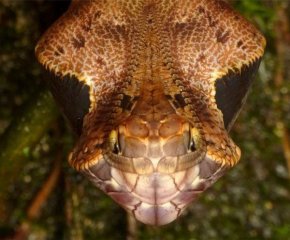 唯一能伪装成毒蛇的蝴蝶，可吓退大多敌人