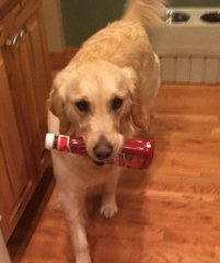 可爱！美金毛犬为获主人注意叼起身边物品