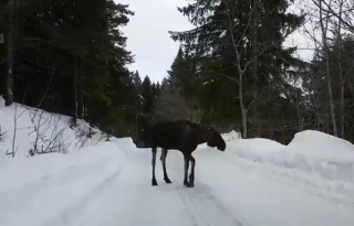 哭笑不得！暴躁驼鹿拒绝让行 踢碎车窗后