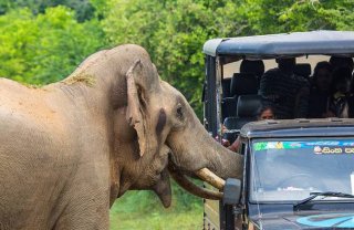 斯里兰卡一大象偷袭游客求食几乎掀翻览车