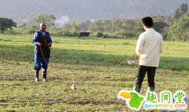 3月23日，在坦桑尼亚莫罗戈罗省，来自阿波波研究机构的工作人员在巨鼠正确识别地雷后喂食香蕉。引擎声打破坦桑尼亚乌卢古鲁山日出前的寂静。工作人员将二十几只非洲巨颊囊鼠装上卡车，运往山脚下的探雷训练基地。这些平均身长达25厘米、体重约1公斤的巨鼠将在那里接受特殊训练，“出师”后化身“扫雷鼠”帮助人类排除地雷隐患。每年的4月4日是“国际提高地雷意识和协助地雷行动日”。今年的“行动日”前，记者前往坦桑尼亚莫罗戈罗省，非政府组织阿波波研究机构正在那里对一群巨鼠展开特殊扫雷训练和演练。新华社记者李斯博摄