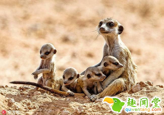 2018年4月4日报道，南非哈拉哈迪跨国公园，这位暖心的猫鼬保姆带着一群幼崽在外面玩耍，小心翼翼地照看它们。图片中，这只雄性猫鼬时而把小家伙们抱在怀里，时而趴在地上任小淘气们在它身上撒胡，时而又轻轻蹭其中一只小家伙的鼻子安慰它，在感知到危险后又慌忙把它们护到自己怀里，画面十分暖心。