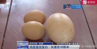 母鸡产下近半斤重“巨蛋” 敲碎后在场的
