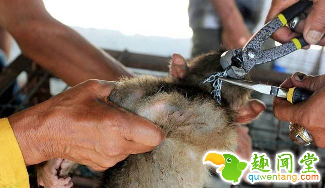 长尾猴被从野外捕获后，带到牲畜市场进行买卖。