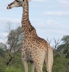 罕见！南非长颈鹿啃骨头惊呆拍摄者