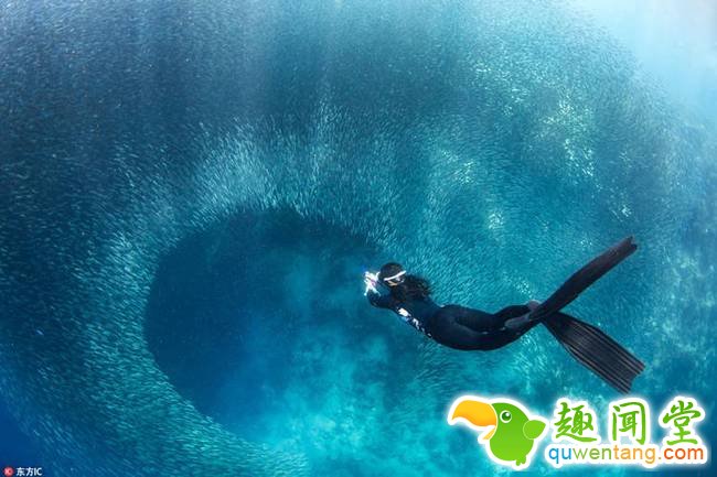 近日，来自菲律宾马尼拉的摄影爱好者 EunJong Kim 在潜水途中偶遇到沙丁鱼“军团”。只见密密麻麻的沙丁鱼不断逼近，进而形成一个鱼眼般的巨大漩涡，仿佛要把人吞噬一般。壮观震撼的景象让Kim无比兴奋，他用一个鱼眼镜头记录下了全程。