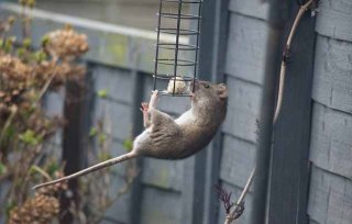 杂技鼠登场！英一老鼠单爪悬空智取鸟食