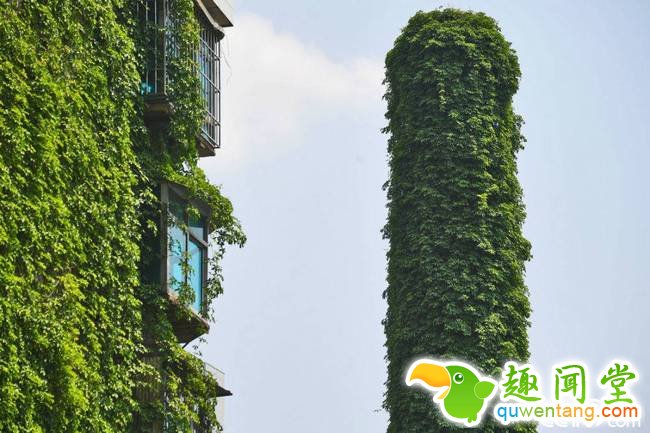 2018年4月12日，贵阳，一棵30余米高废弃烟囱被长势繁茂的爬山虎藤条紧紧包裹缠绕。远远看去，有如身穿巨型“绿裙子”。视觉中国