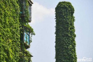 30米废弃烟囱被爬山虎包围 如穿巨型“绿裙