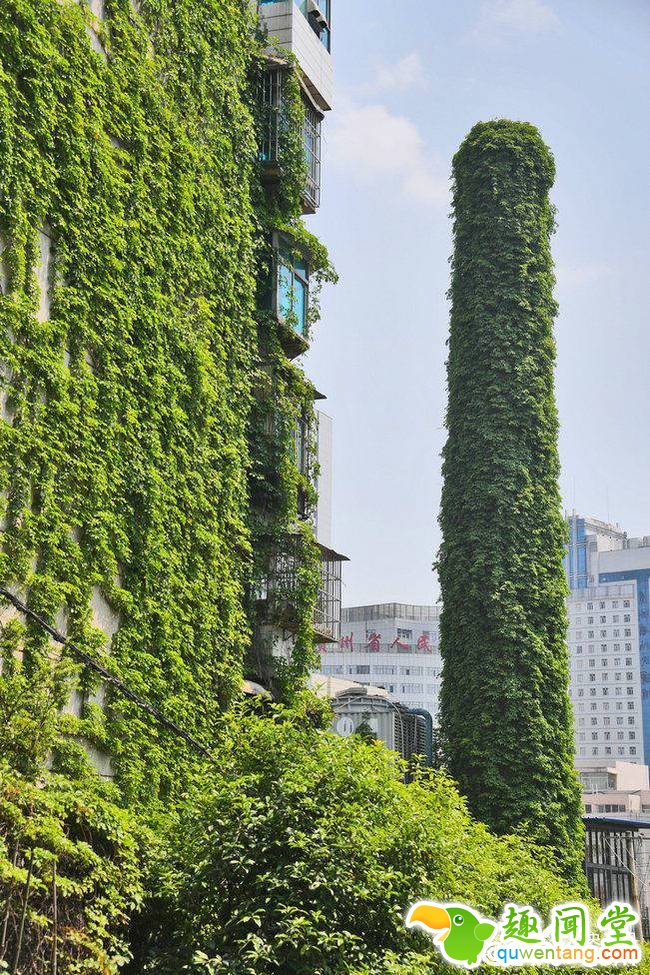 2018年4月12日，贵阳，一棵30余米高废弃烟囱被长势繁茂的爬山虎藤条紧紧包裹缠绕。远远看去，有如身穿巨型“绿裙子”。视觉中国