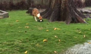 母爱满满！狗妈妈暴雨中叼幼崽避雨 为其
