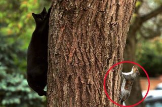 黑猫树上追捕松鼠反被玩弄近一小时
